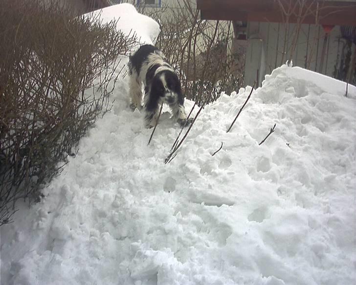 Cocker spaniel chikko - hurra,, masser af sne.  billede 5