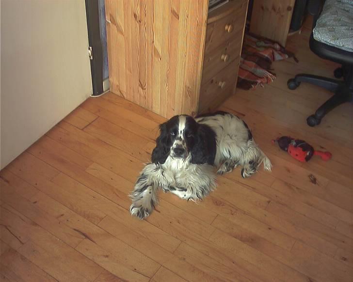 Cocker spaniel chikko - venter pænt til vi skal ud at gå. billede 6