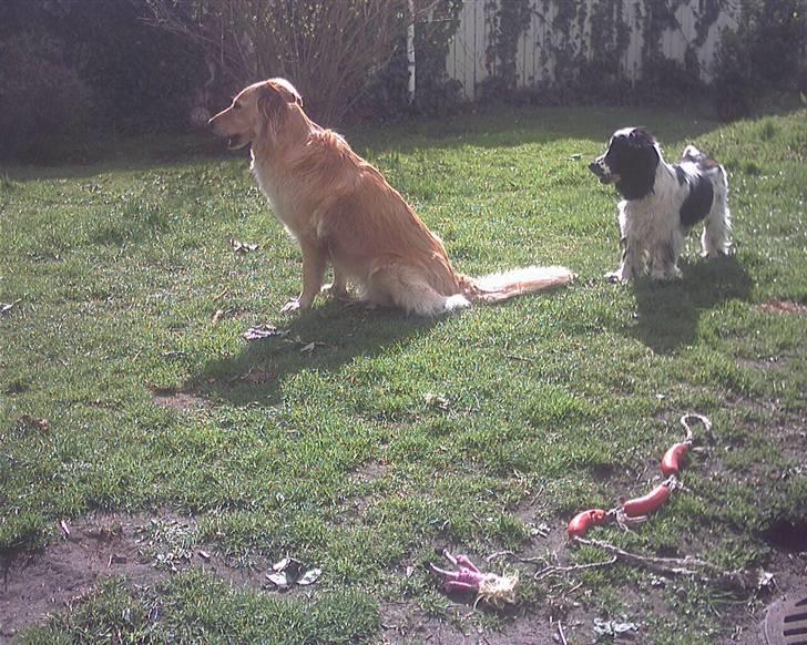 Cocker spaniel chikko - passer på haven, sammen med min tøsemor, billede 7
