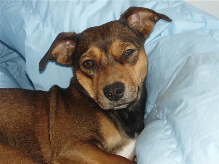 Blanding af racer  d/s gårdhund Tikka RIP - stadig en puttegøj billede 5