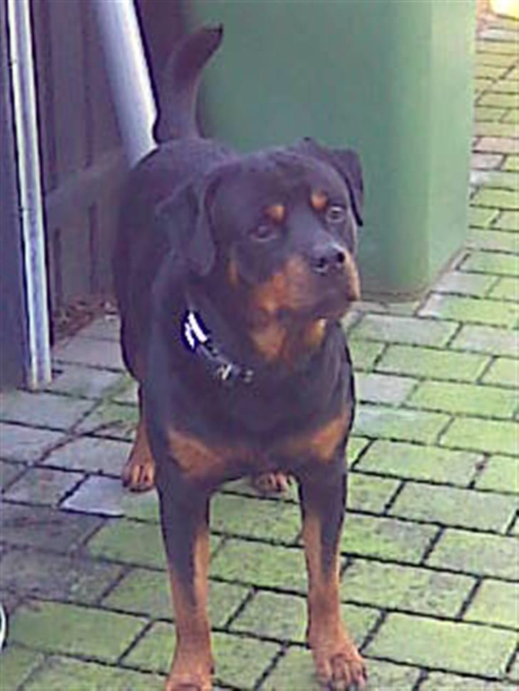 Rottweiler raco eller saaek s falco billede 9
