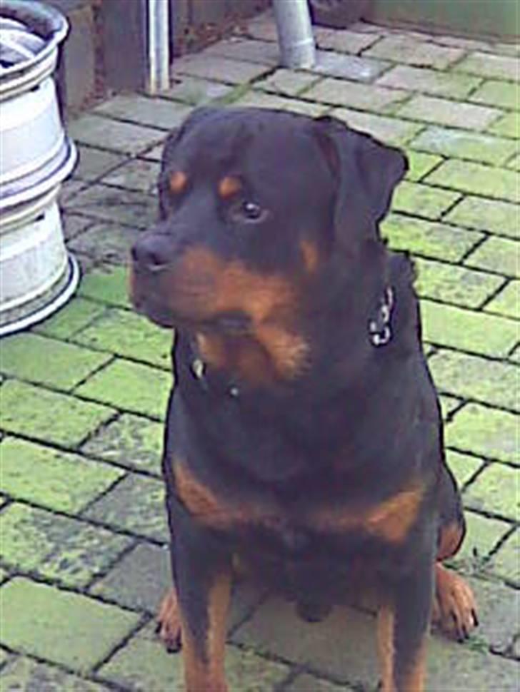 Rottweiler raco eller saaek s falco billede 10