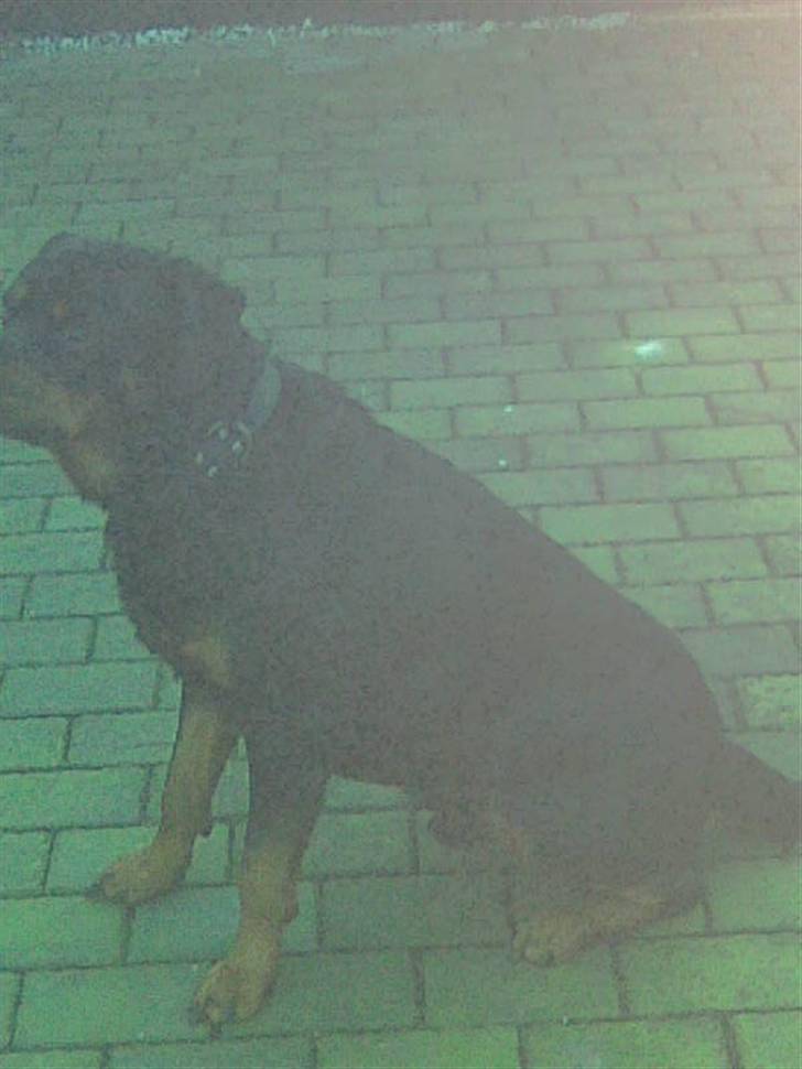 Rottweiler raco eller saaek s falco billede 11