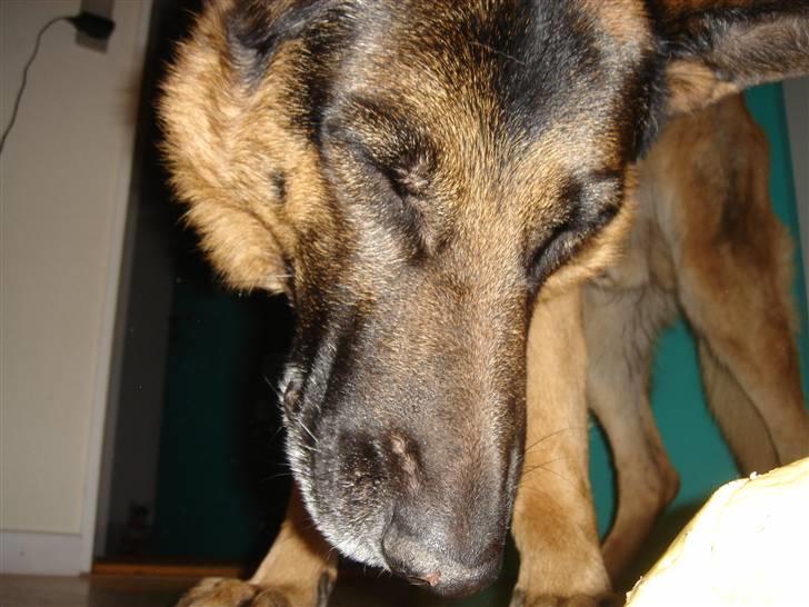 Schæferhund Atrix - Aarh sikke en skarp blitz billede 6