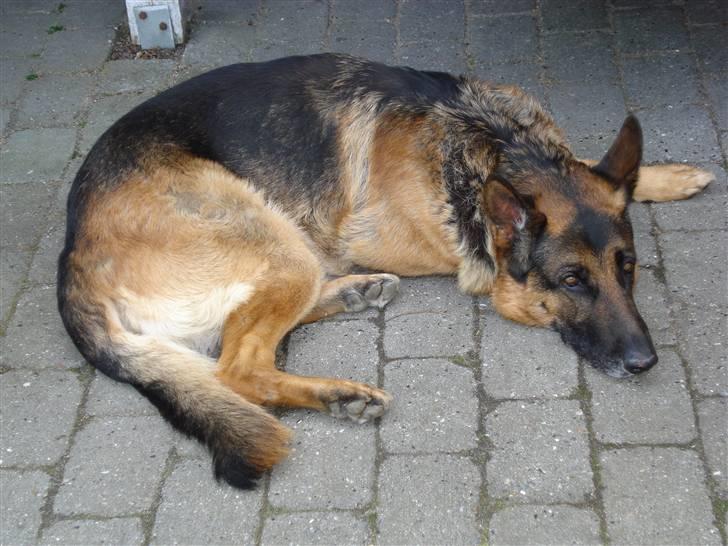 Schæferhund Atrix billede 7