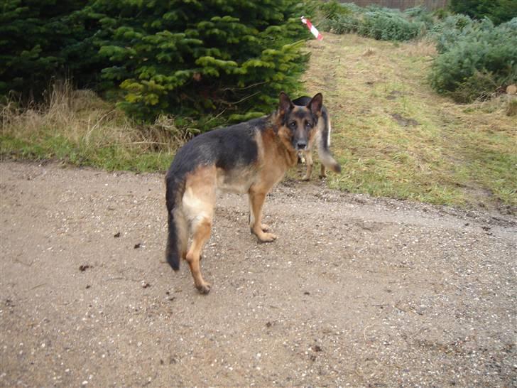 Schæferhund Atrix billede 8