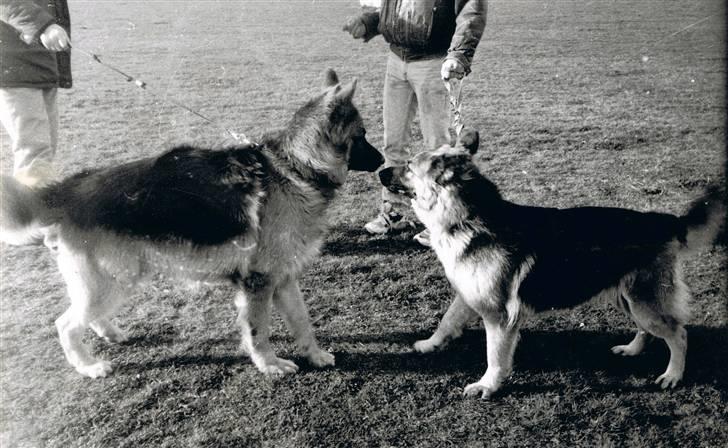 Schæferhund Tenna *RIP 2001* - Den lille er Tenna, den store en han vi gik til træning med =) billede 8