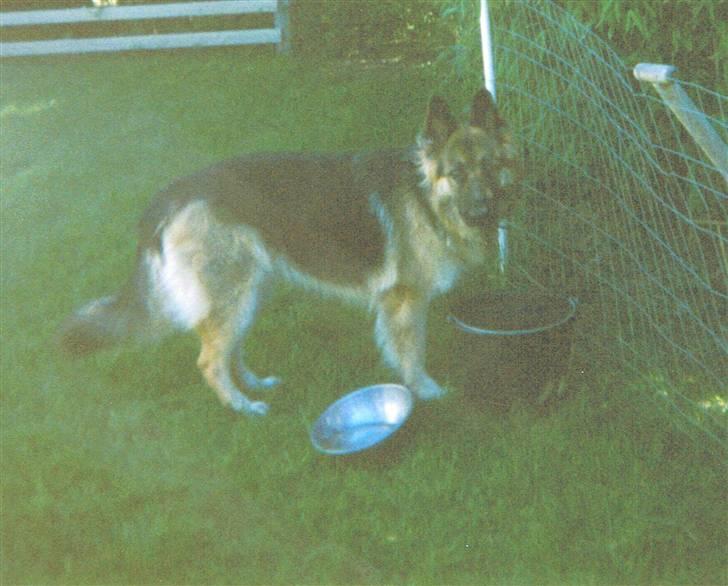 Schæferhund Tenna *RIP 2001* - Tenna-pigen i sin "elskede" hundegård.. Hun sprang over så snart vi ikke kiggede *GG* billede 9