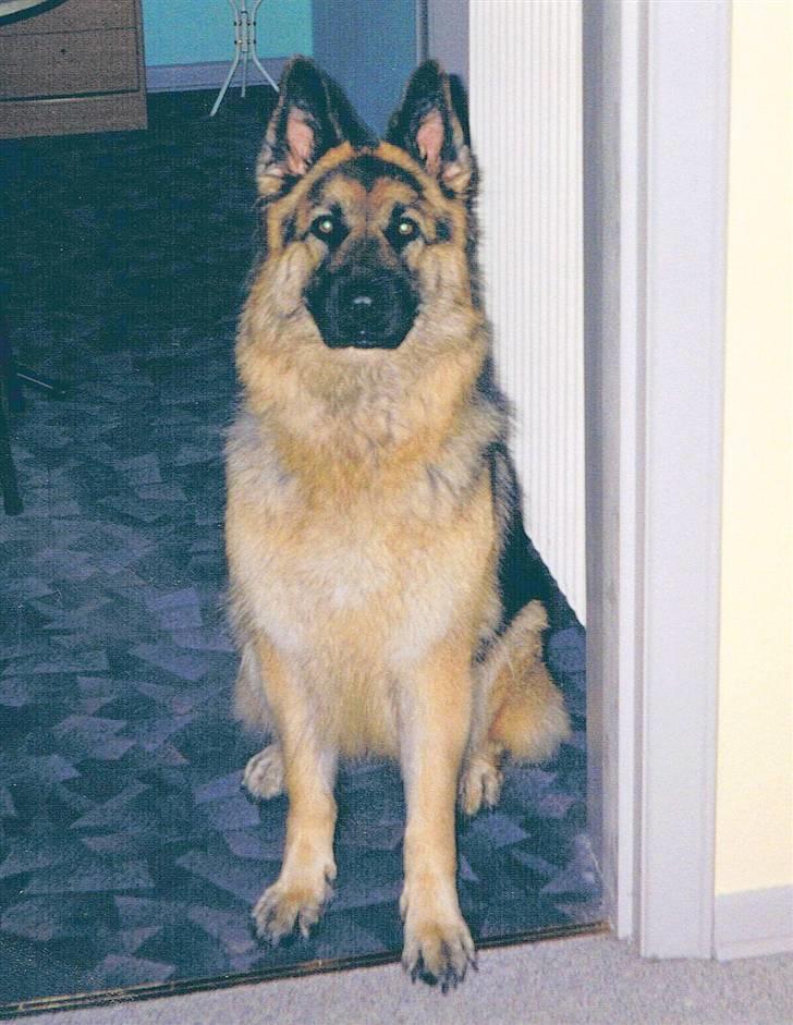 Schæferhund Tenna *RIP 2001* - Smuk, stolt, stædig og ekstremt intilligent.. ååh hun er savnet =,( billede 10