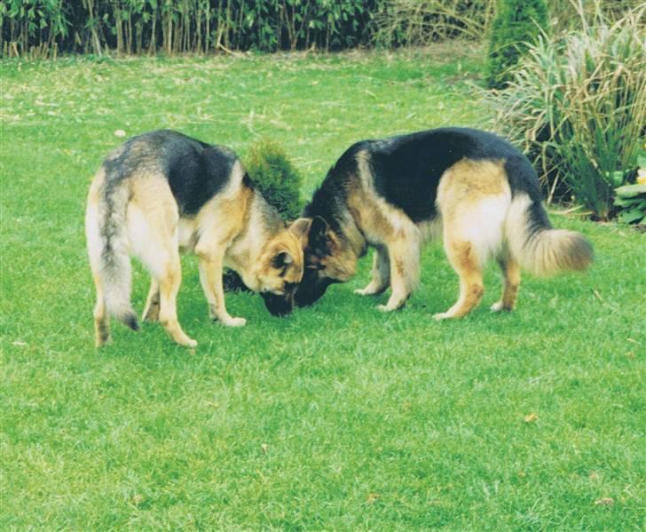 Schæferhund Tenna *RIP 2001* - Tenna får en lillebror, Bastian billede 11