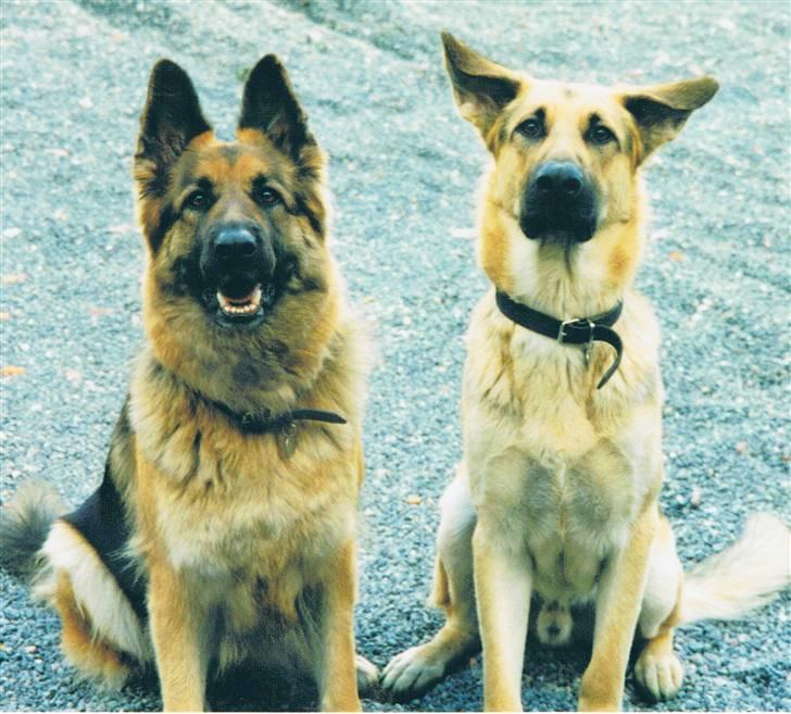 Schæferhund Tenna *RIP 2001* - Smukt potræt af de to vovser =) billede 12