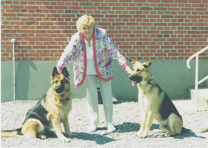 Schæferhund Tenna *RIP 2001* - Tenna - mormor - Bastian.. Tenn og mormor er døde, Bastian holder ikke længe endnu.. sørgeligt billede 13