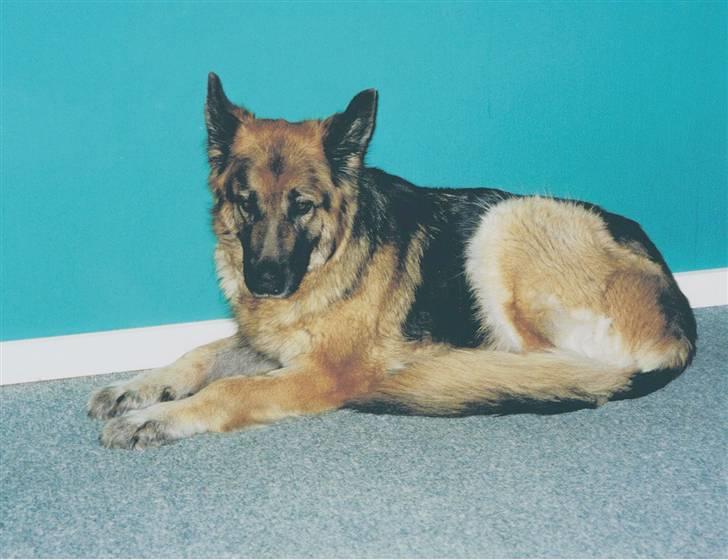 Schæferhund Tenna *RIP 2001* - Stakkels syge Tenna =,( Kræften havde ædt hende op indefra.. Sølle og tynd er hun blevet (på aflivningsdagen) billede 14