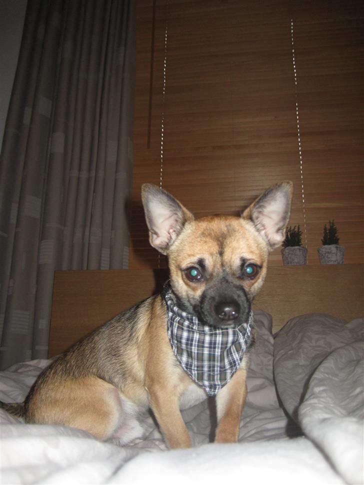 Chihuahua Romeo - Min julegave fra mormor og morfar !!  billede 12