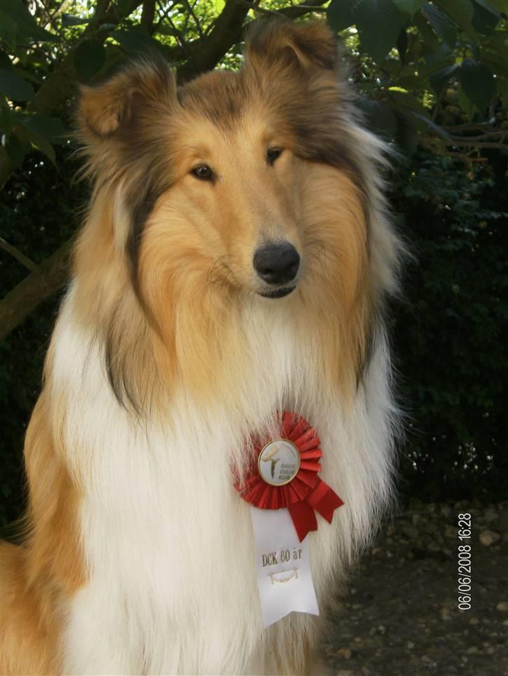 Collie langhåret Tonnie - kan du sitte så der kan tages et billede billede 1