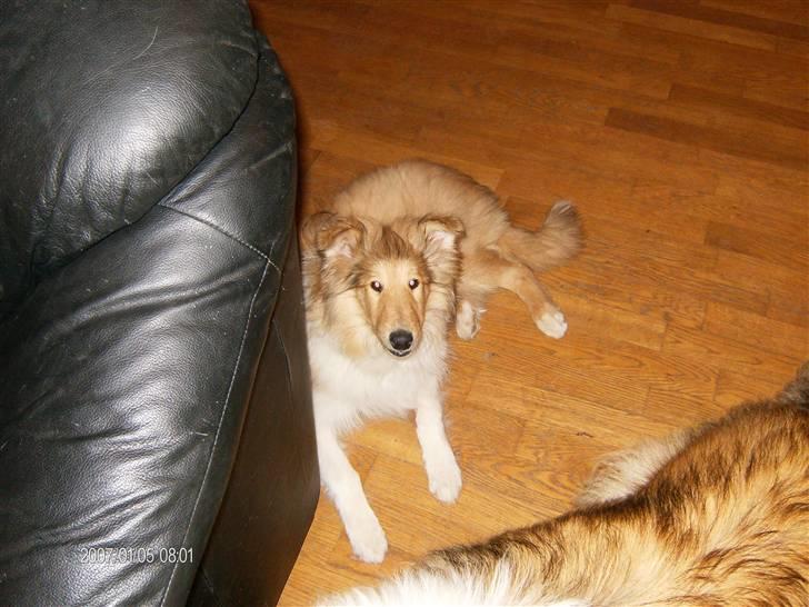 Collie langhåret Tonnie - Det er hårdt at komme til Vordingborg, der er så meget man skal lærer som ny i flokken billede 2