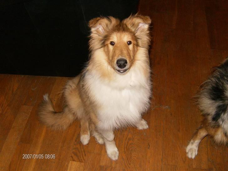 Collie langhåret Tonnie - min mor siger jeg har flyve ører ;-) billede 3