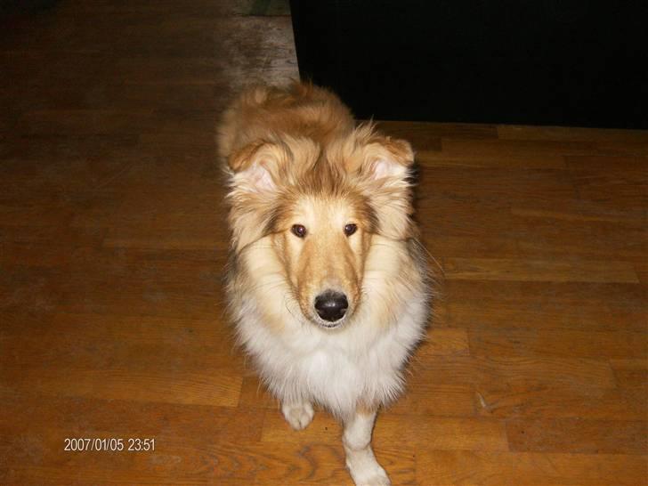 Collie langhåret Tonnie - Lige nu er Tonnie noget sjov at kikke på, han er jo i den alder hvor der ikke er noget der passer sammen billede 4