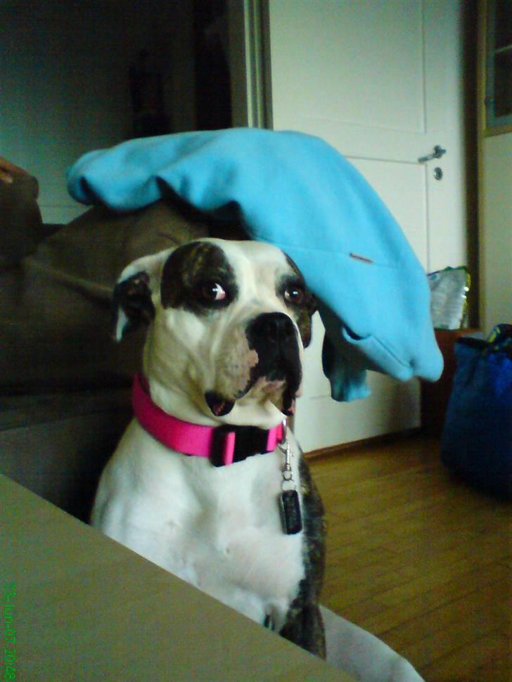 Amerikansk bulldog Missy billede 7