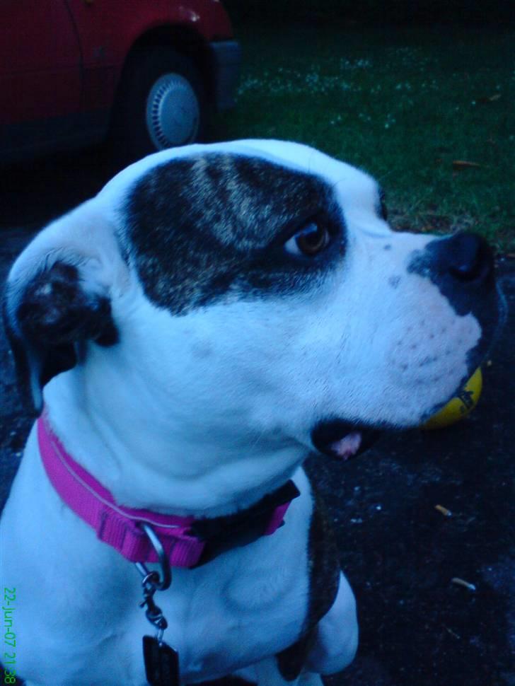 Amerikansk bulldog Missy billede 8