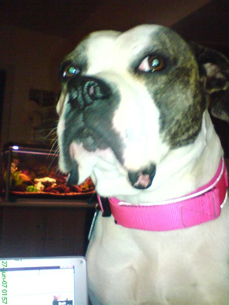 Amerikansk bulldog Missy billede 9