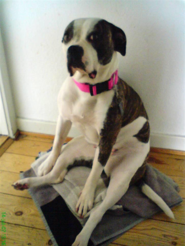 Amerikansk bulldog Missy billede 10