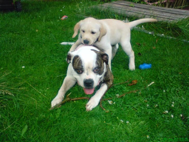 Amerikansk bulldog Missy billede 11