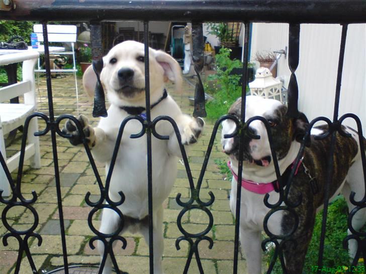 Amerikansk bulldog Missy billede 12