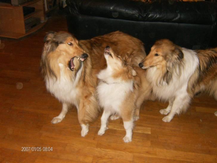 Collie langhåret Tonnie - Her synger Tonnie sammen med 2 af mine tæver. billede 5