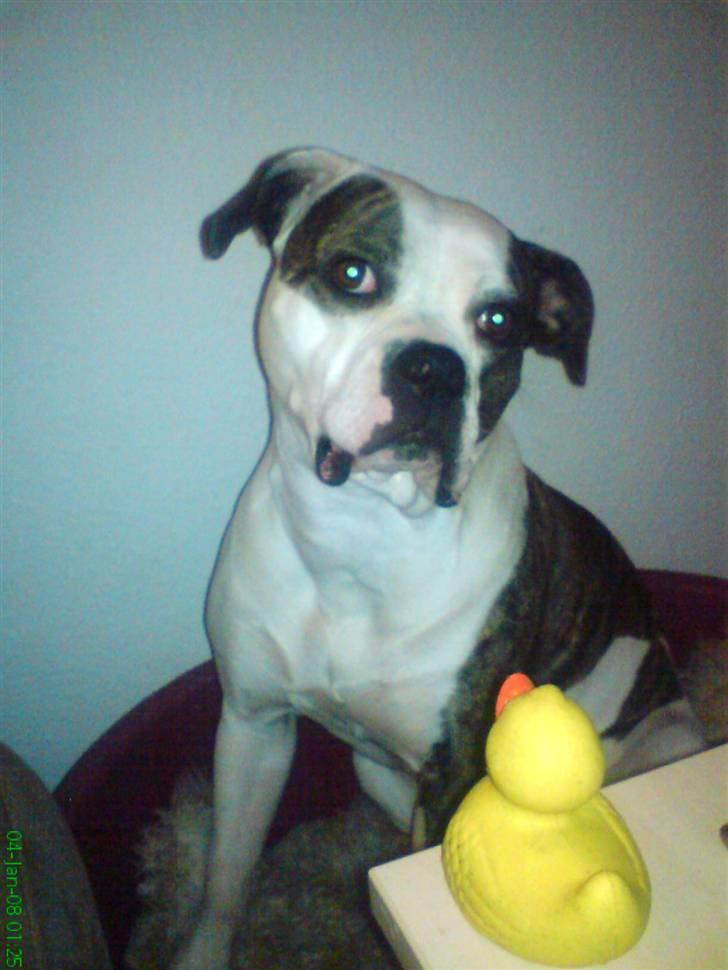 Amerikansk bulldog Missy billede 13