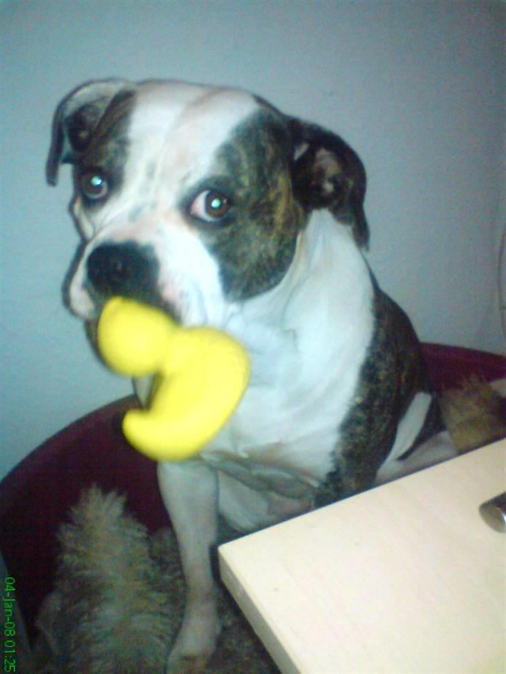 Amerikansk bulldog Missy billede 14