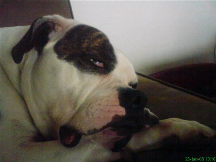 Amerikansk bulldog Missy billede 15