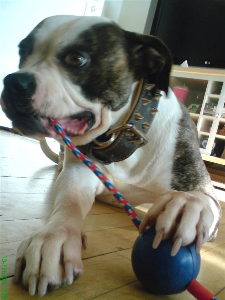 Amerikansk bulldog Missy billede 16