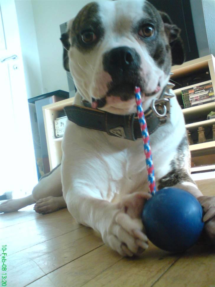 Amerikansk bulldog Missy billede 17