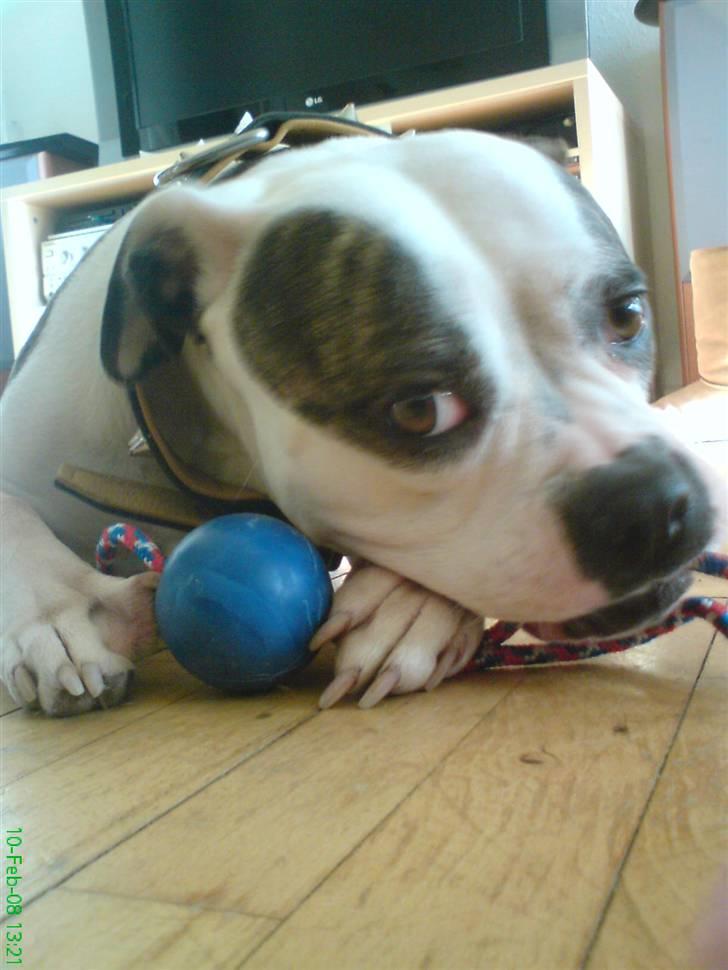 Amerikansk bulldog Missy billede 18