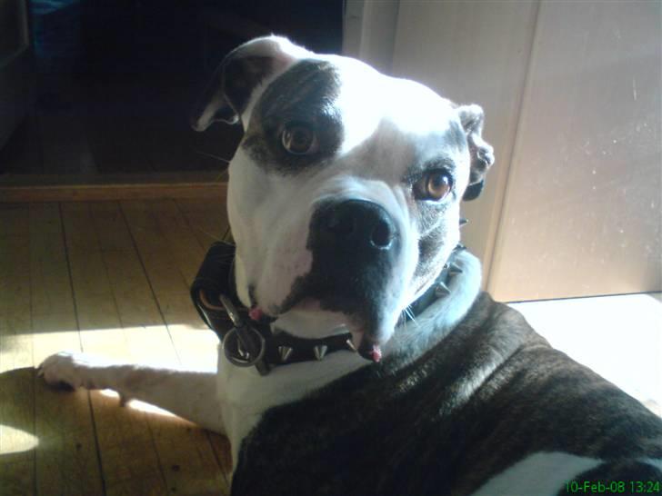 Amerikansk bulldog Missy billede 19