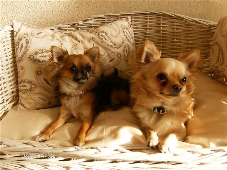 Chihuahua      *Ronaldo* billede 4