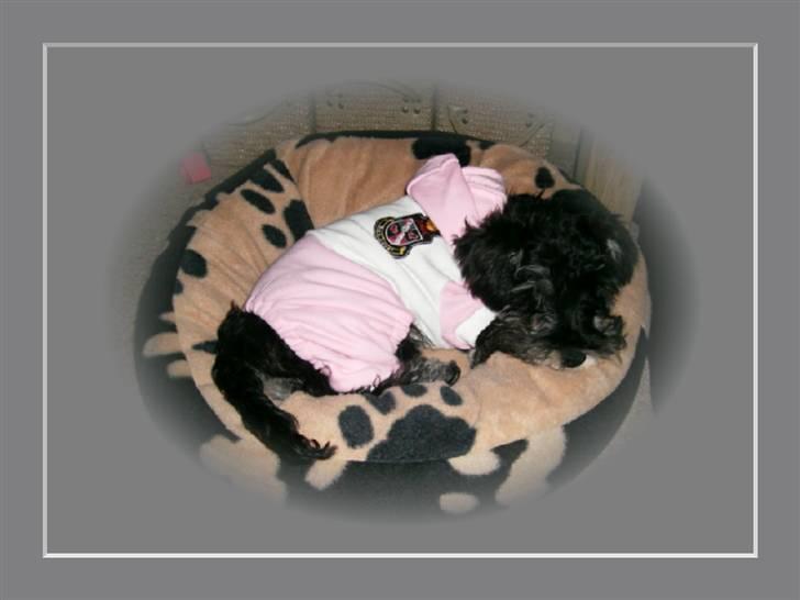 Dvaergschnauzer Yasmin billede 9