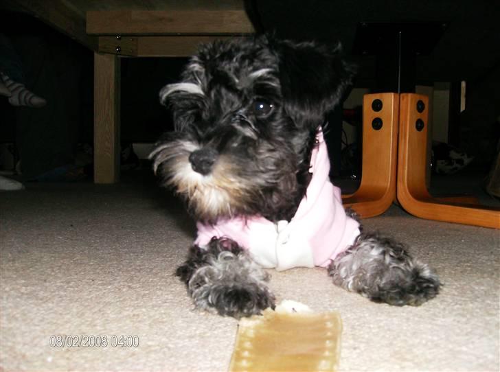 Dvaergschnauzer Yasmin billede 10