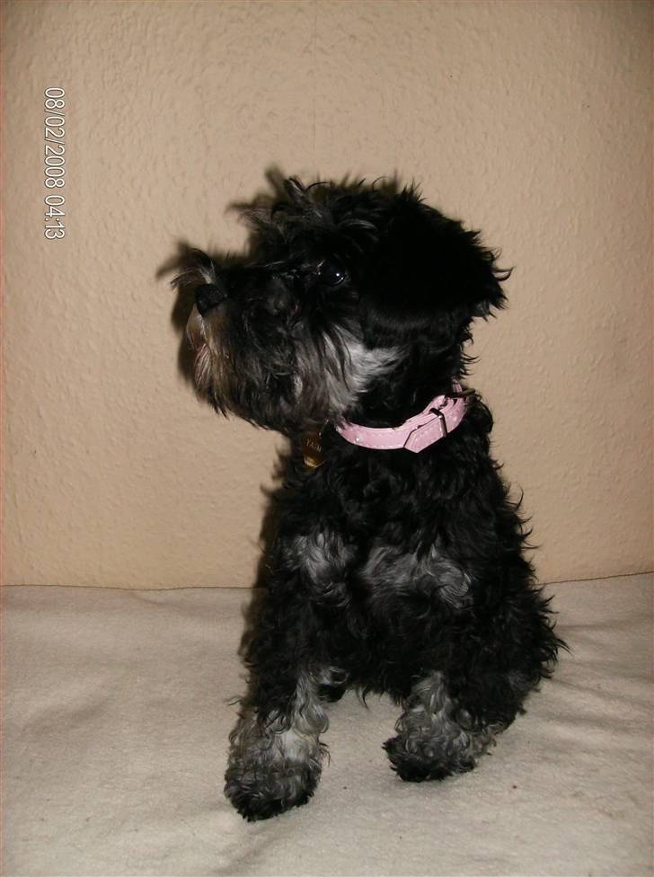 Dvaergschnauzer Yasmin billede 11