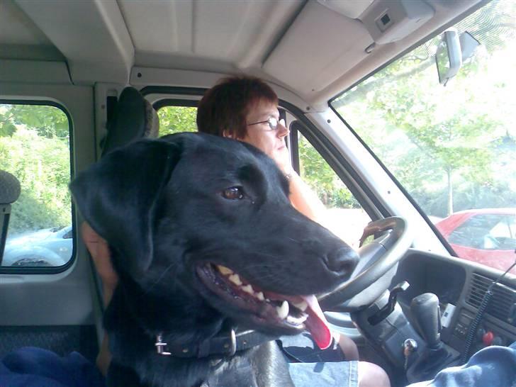 Labrador retriever Tøsen - Jeg elsker at køre bil med "mor", sele på og forsæde, så kan jeg se noget. billede 15