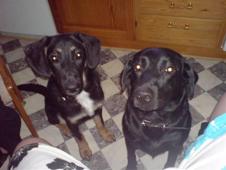 Labrador retriever Tøsen - min gode ven balto og mig billede 16