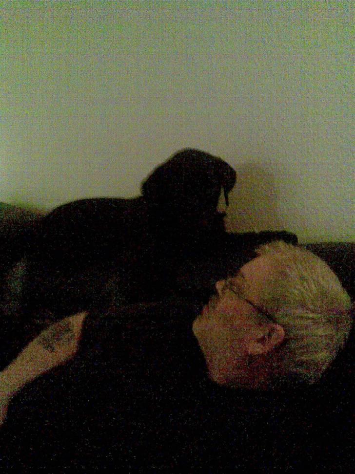 Labrador retriever Tøsen - elsker sofaén billede 17