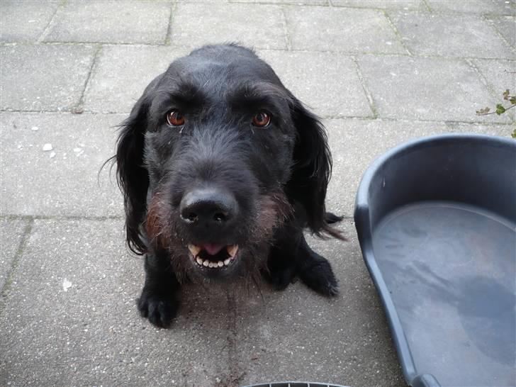 Blanding af racer sofus billede 1