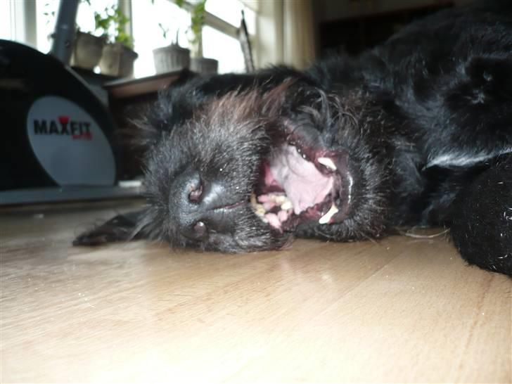 Blanding af racer sofus billede 2