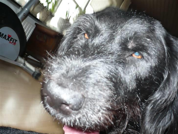 Blanding af racer sofus billede 3