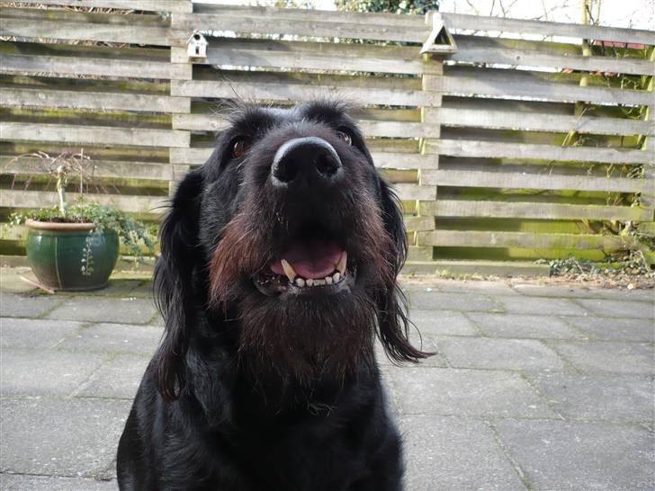 Blanding af racer sofus billede 4