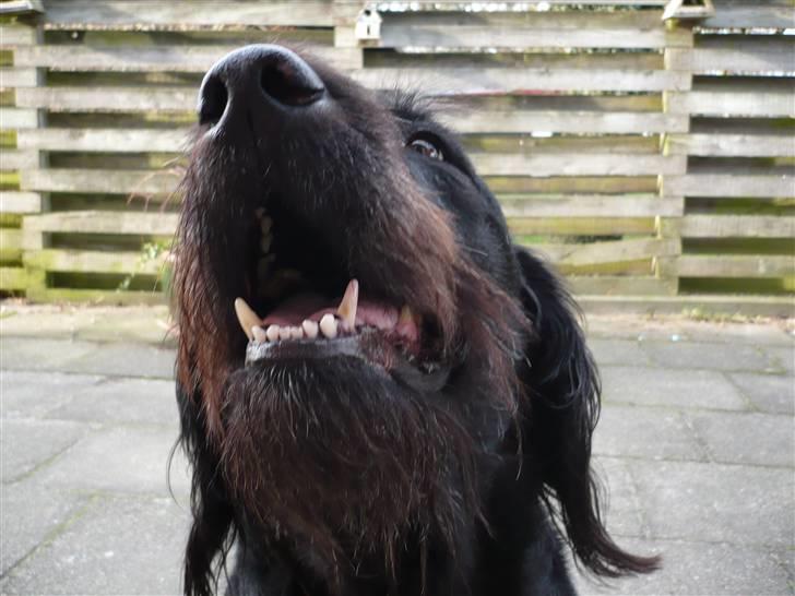 Blanding af racer sofus billede 5