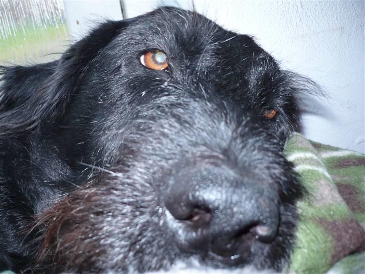 Blanding af racer sofus billede 6