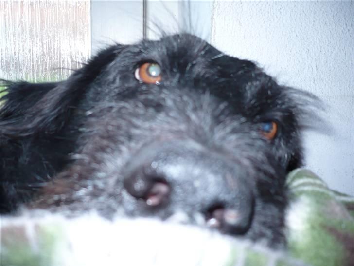 Blanding af racer sofus billede 7